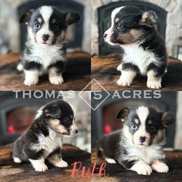 Ruth - Black and tan female Pembroke Welsh Corgi puppy in Raymond, Illinois from Thomas Acres