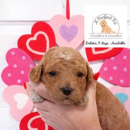 Dakota - Apricot male Goldendoodle puppy in Lake Charles, Louisiana from Perfect Fit Poodles & Doodles