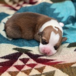 Boy 3 - Red male Pembroke Welsh Corgi puppy in Beggs, Oklahoma from Blue Diamond Corgi’s