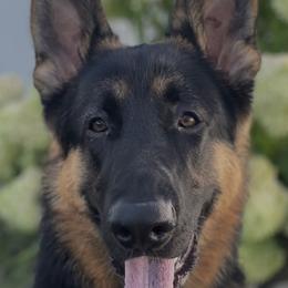 German Shepherds and Yorkshire Terriers from Linda Filipkowski