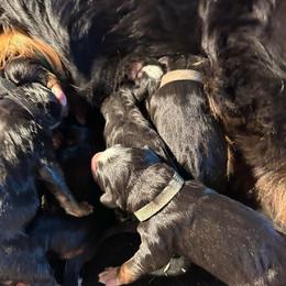 Reserve female puppy - Black tan and white female Bernese Mountain Dog puppy in Oakley, Idaho from Purple Sage Puppies Bernese Mountain Dogs