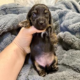 Teal collar - Black and cream female Dachshund puppy in Centralia, Washington from FairyTail Dachshunds