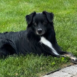 Charlie - Australian Shepherd