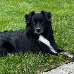 Charlie - Australian Shepherd