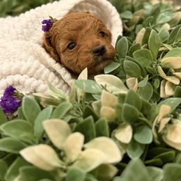 Red girl - Red female Cockapoo puppy in Birdsboro, Pennsylvania from Cooper Family Cockapoos