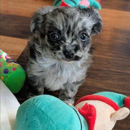 MJ - Blue merle male Chihuahua puppy in Marianna, Florida from Garden Tub Chihuahuas