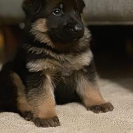 German Shepherd Puppies from Golden Ridge