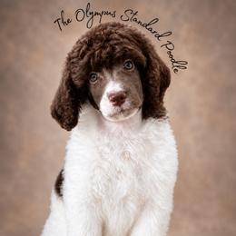 Eloise Bridgerton - Parti female Poodle puppy in Spring Hills, Florida from The Olympus Standard Poodle