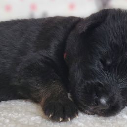 Thor - Black and tan German Shepherd puppy in Warner Robins, Georgia from MaeBella Shepherd Kennels