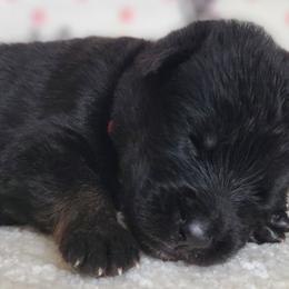 Thor - Black and tan German Shepherd puppy in Warner Robins, Georgia from MaeBella Shepherd Kennels