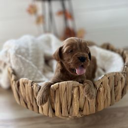 Pecan pie - Apricot male Goldendoodle puppy in San Jose, California from Doodle Amore