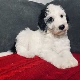 Radar - Merle female Sheepadoodle puppy in Pataskala And Thornville, Ohio from Four Front Doodles - Pataskala