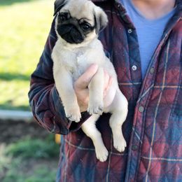 Havanese and Pug Puppies from Casa Blanca Pugs & Mardi Gras Havanese