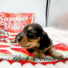 Moana - Black and cream female Dachshund puppy in Prairieville, Louisiana from Southern Barron Danes & Dachshunds