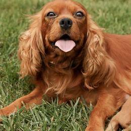 Sophie - Cavalier King Charles Spaniel