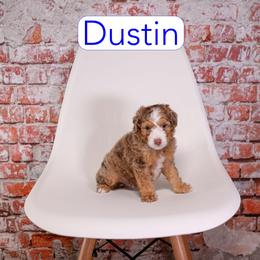 Dustin - Chocolate merle male Bernedoodle puppy in Calhoun, Georgia from Happy Top Doodles