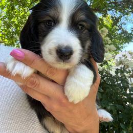 Gus - Black and cream male Dachshund puppy in Cherry Valley, California from Sugar and Spice Dachshunds