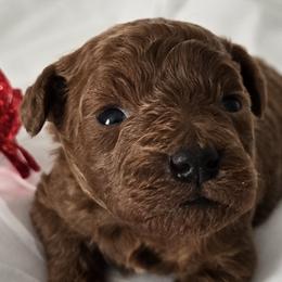 Poodles from Simply Poodle