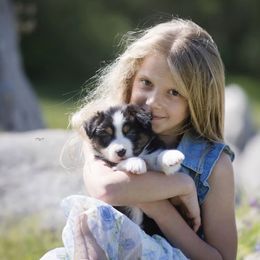 Australian Shepherd Puppies from Trinity Aussies