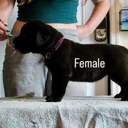 Girl 4 - Black brindle female Cane Corso puppy in Homestead, Florida from Sabal Palm Cane Corso