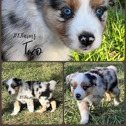 (2) Donner, BMM - Blue merle male Miniature American Shepherd puppy in Huntington, Texas from JKKJ Farms