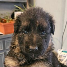 Miss Yellow - Black and red female German Shepherd puppy in Newaygo, Michigan from Sterley Shepherds