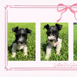Miniature Schnauzer Puppies from Southern Paw Schnauzers