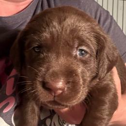 Dark Purple Girl - Chocolate female Labrador Retriever puppy in Rock Hill, South Carolina from North Star Retrievers