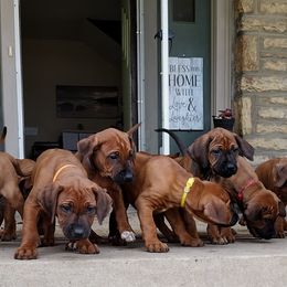 Rhodesian Ridgebacks from Stoneridge Ridgebacks