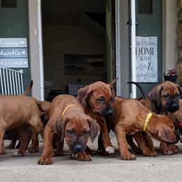 Rhodesian Ridgebacks from Stoneridge Ridgebacks
