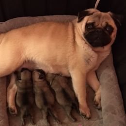 Pug Puppies from Hopestars Pugs