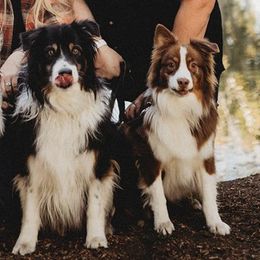 Australian Shepherds from Sage Brook Companions