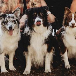 Australian Shepherds from Sage Brook Companions