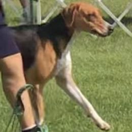 Boxers and English Foxhounds from Park Avenue Kennels