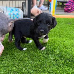 Groot - Black and white male Xoloitzcuintli puppy in Manitowoc, Wisconsin from Wonderland Kennel