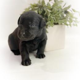 Balin - Black male Labrador Retriever puppy in Isle, Minnesota from Dog Ear Outfitters