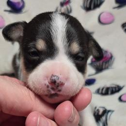 Black Forest - White black and tan female Rat Terrier puppy in Rio Vista, California from CaliRats Rat Terriers