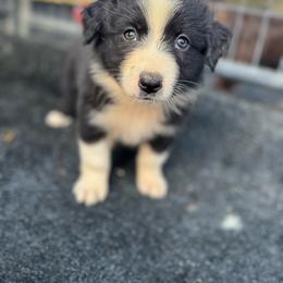 Black bi female - Black & white male Miniature Australian Shepherd puppy in Lemon Cove, California from Magic Ranch Mini Aussies