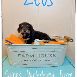 Zeus - Black and cream male Dachshund puppy in Cincinnati, Ohio from Caines Dachshund Farm