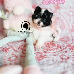Girl 1 - Isabeau - Black and tan parti female Pomeranian puppy in Idaho Falls, Idaho from Country Life Pomeranians