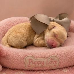 Sophie - Cream female Goldendoodle puppy in The Woodlands, Texas from Gracie's Goldendoodles and Bernedoodles