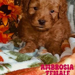 Ambrosia - Red  female Goldendoodle puppy in Beecher, Illinois from Erica’s Doodles