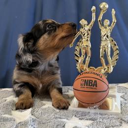 Sam (AKC) - Dapple male Dachshund puppy in Valley Springs, California from River Breeze Dachshunds