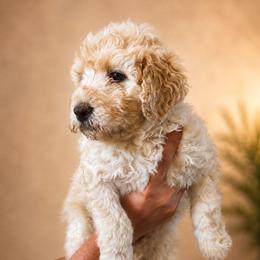 John Adams - Yellow and white male Bernedoodle puppy in Woodland, Georgia from Bethel Doodle Ranch