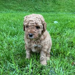 Yellow- Collar - Red  female Goldendoodle puppy in Fairmont, West Virginia from Mountainside Doodles, LLC