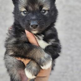 Siberian Husky Puppies from Anime Huskies