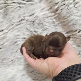 Girl 3 - Chocolate and tan female Chihuahua puppy in Richmond, Virginia from Breens