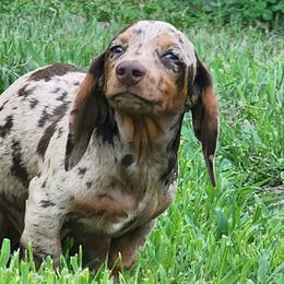 Dachshunds from BlackPine Kennels