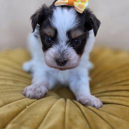 Cookie - Tri-color female Bernedoodle puppy in Decatur, Tennessee from Diamond's Doodles