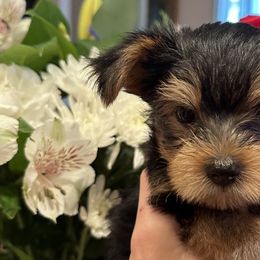 Yorkshire Terriers from Angelica's Yorkshire Terriers